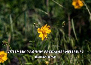 Çitlembik Yağının Faydaları Nelerdir?