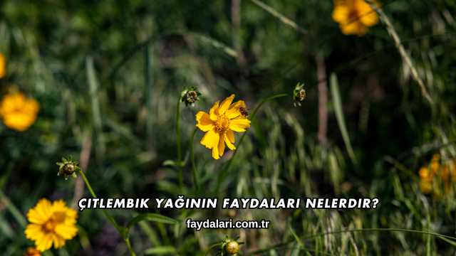 Çitlembik Yağının Faydaları Nelerdir?