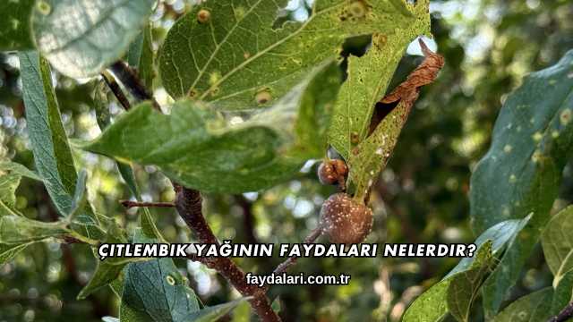 Çitlembik Yağının Faydaları Nelerdir?