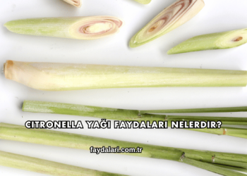 Citronella Yağı Faydaları Nelerdir?