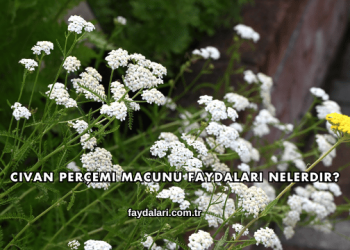 Civan Perçemi Macunu Faydaları Nelerdir?