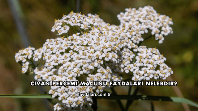 Civan Perçemi Macunu Faydaları Nelerdir?