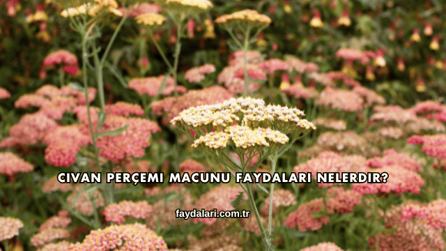 Civan Perçemi Macunu Faydaları Nelerdir?