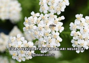 Civan Perçemi Yağı Faydaları Nelerdir?