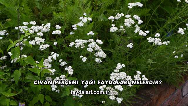 Civan Perçemi Yağı Faydaları Nelerdir?