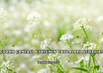 Çoban Çantası Bitkisinin Faydaları Nelerdir?