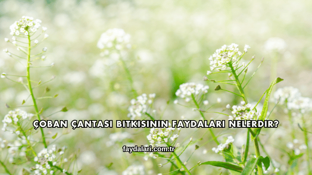 Çoban Çantası Bitkisinin Faydaları Nelerdir?