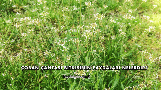 Çoban Çantası Bitkisinin Faydaları Nelerdir?