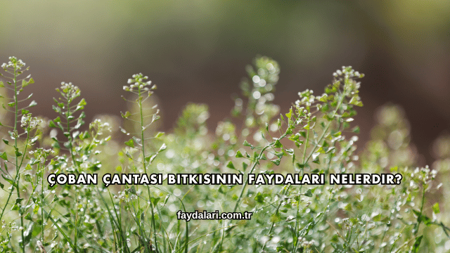 Çoban Çantası Bitkisinin Faydaları Nelerdir?