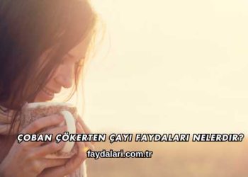 Çoban Çökerten Çayı Faydaları Nelerdir?