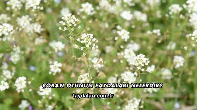 Çoban Otunun Faydaları Nelerdir?