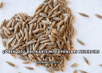 Çörek Otu Bal Karışımı Faydaları Nelerdir?