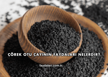 Çörek Otu Çayının Faydaları Nelerdir?