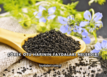 Çörek Otu Hapının Faydaları Nelerdir?