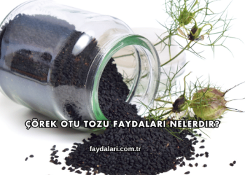 Çörek Otu Tozu Faydaları Nelerdir?