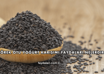 Çörek Otu Yoğurt Karışımı Faydaları Nelerdir?