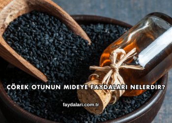 Çörek Otunun Mideye Faydaları Nelerdir?