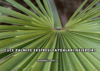Cüce Palmiye Ekstresi Faydaları Nelerdir?