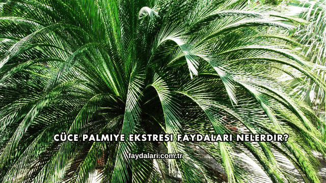 Cüce Palmiye Ekstresi Faydaları Nelerdir?