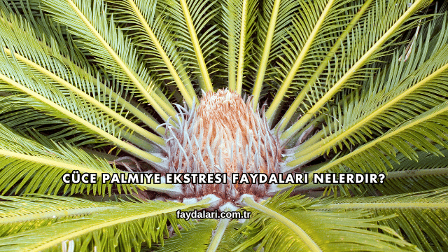 Cüce Palmiye Ekstresi Faydaları Nelerdir?
