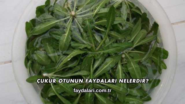 Çukur Otunun Faydaları Nelerdir?