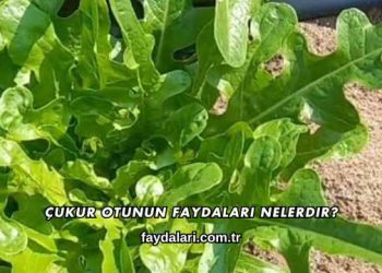 Çukur Otunun Faydaları Nelerdir?