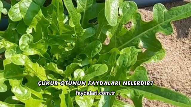Çukur Otunun Faydaları Nelerdir?