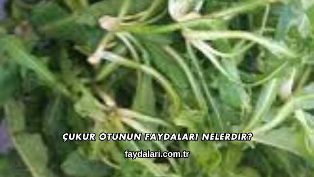 Çukur Otunun Faydaları Nelerdir?