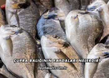 Çupra Balığının Faydaları Nelerdir?
