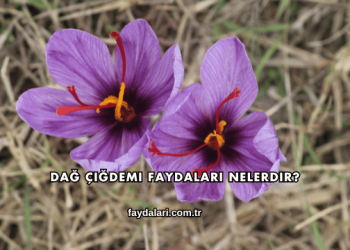 Dağ Çiğdemi Faydaları Nelerdir?