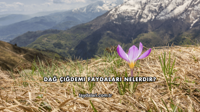 Dağ Çiğdemi Faydaları Nelerdir?