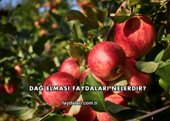 Dağ Elması Faydaları Nelerdir?