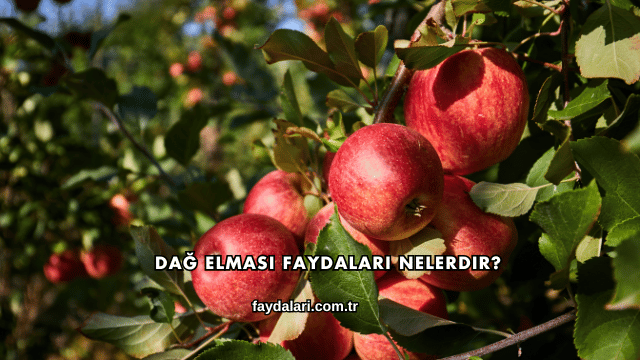 Dağ Elması Faydaları Nelerdir?