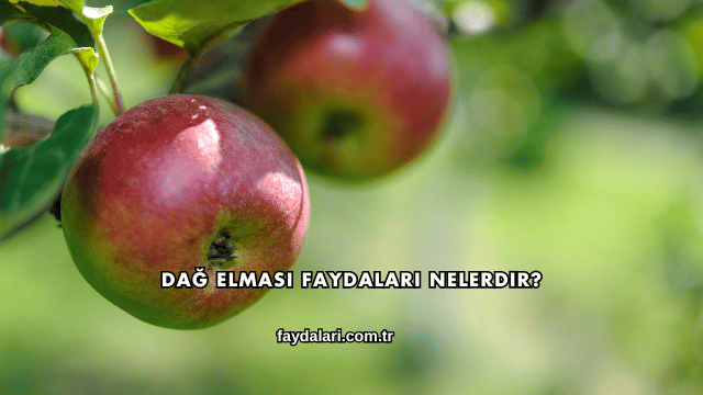 Dağ Elması Faydaları Nelerdir?