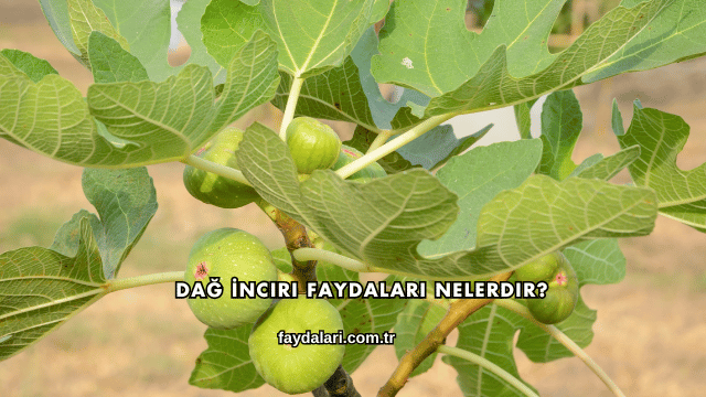 Dağ İnciri Faydaları Nelerdir?
