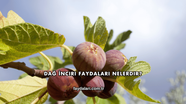 Dağ İnciri Faydaları Nelerdir?