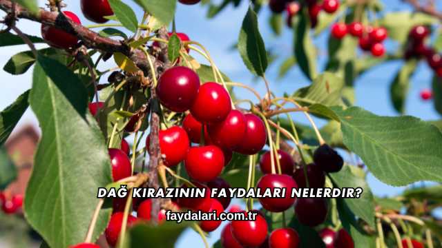 Dağ Kirazının Faydaları Nelerdir?