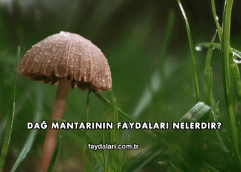 Dağ Mantarının Faydaları Nelerdir?