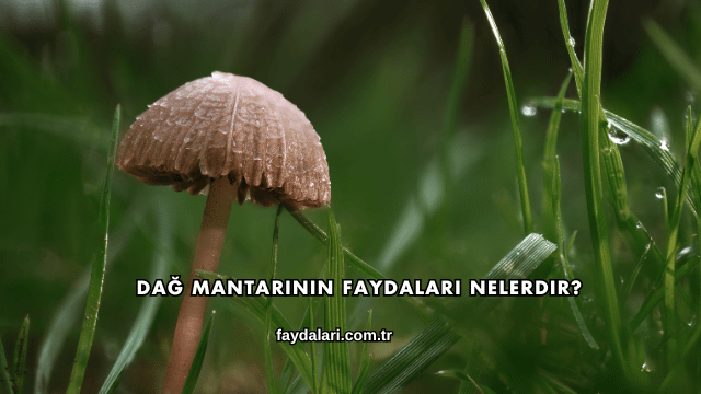 Dağ Mantarının Faydaları Nelerdir?