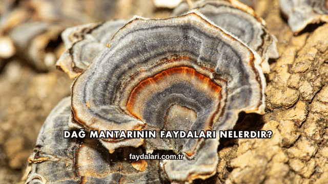 Dağ Mantarının Faydaları Nelerdir?