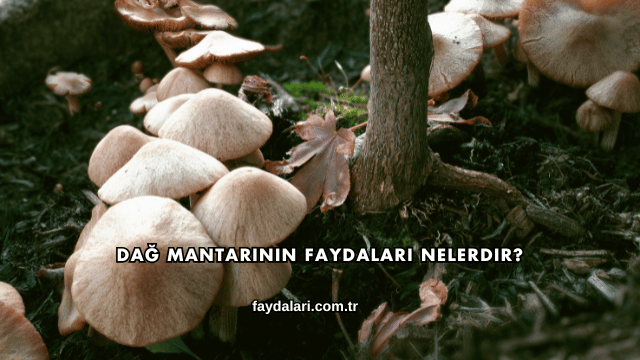 Dağ Mantarının Faydaları Nelerdir?
