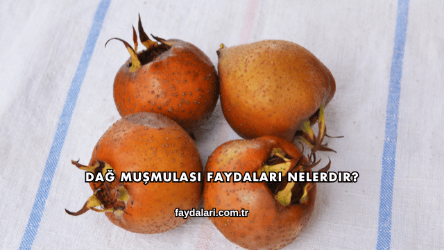 Dağ Muşmulası Faydaları Nelerdir?