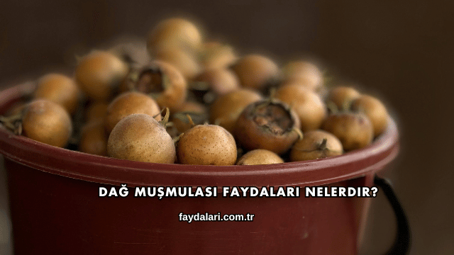 Dağ Muşmulası Faydaları Nelerdir?