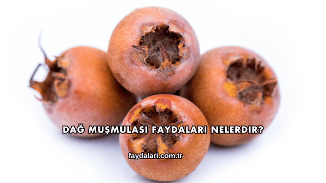 Dağ Muşmulası Faydaları Nelerdir?