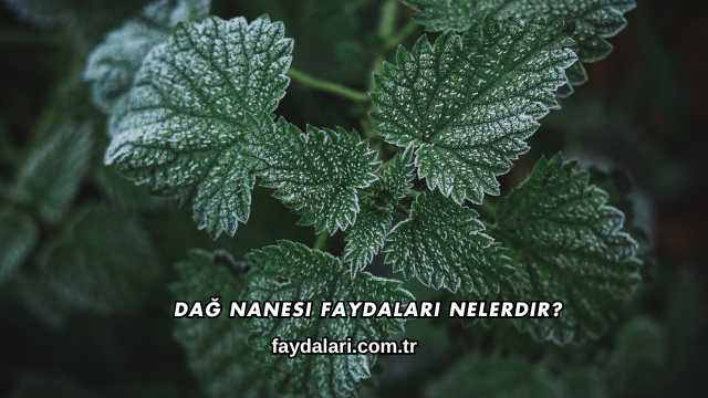 Dağ Nanesi Faydaları Nelerdir?