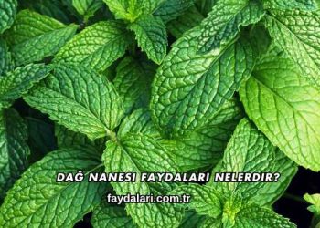 Dağ Nanesi Faydaları Nelerdir?