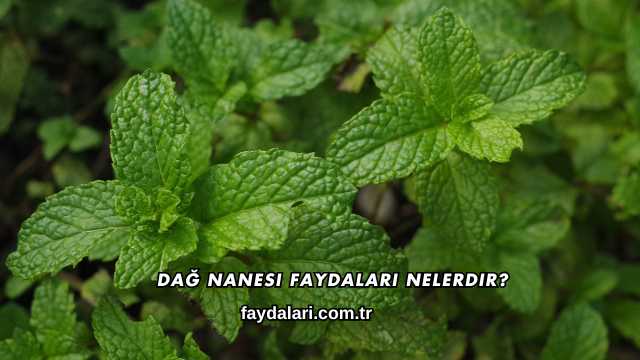 Dağ Nanesi Faydaları Nelerdir?