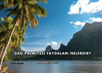 Dağ Palmiyesi Faydaları Nelerdir?