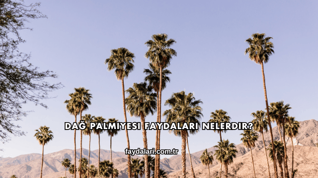 Dağ Palmiyesi Faydaları Nelerdir?
