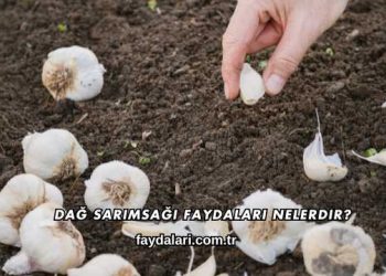 Dağ Sarımsağı Faydaları Nelerdir?